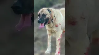 This shepherd dog battled wolves 🙁