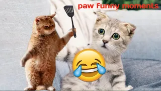 New Funny Animal 😆 Funniest cats And Dogs Videos 😹🐶 Part 19