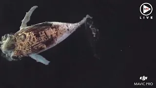 Incredible drone footage of sharks feeding off a whale carcass