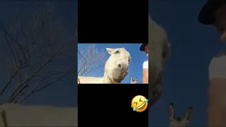 One of the most handsome donkey #shorts #viral #funny #fyp #reels #donkey #handsome #trending