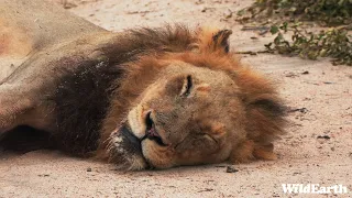 WildEarth - Sunrise Safari -  22 February 2024