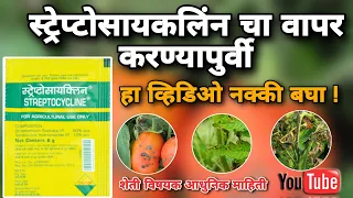 Streptocyclin use in agriculture in marathi | स्ट्रेप्टोसायकलिन चा जिवाणूजन्य करपा साठी योग्य वापर
