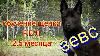 русско европейская лайка 2.5 месяца ( обучение )