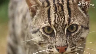 Small Carnivore September: Species Spotlight: Fishing Cat