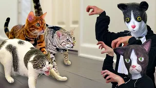 Halloween Double Cat Mask Prank Compilation (Original Video)