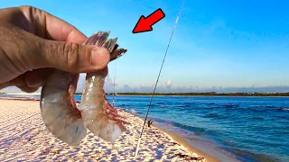 This is Why You Use Cut Shrimp when Surf Fishing