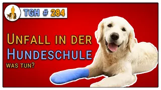 Unfall in der Hundeschule - Hund verletzt  🚑🐩 Wie damit umgehen? - TGH 284