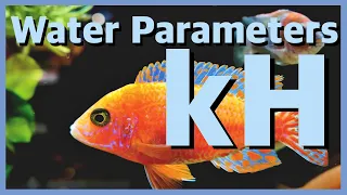 Water Parameters - How to measure and control aquarium KH