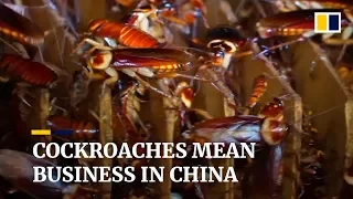 Pest to protein: China processes waste with cockroaches