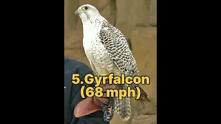 Top 5 fastest  birds 🦅 in the world #shorts #viral