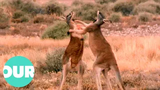 Kangaroo's Boxing For Dominance In the Outback | Our World