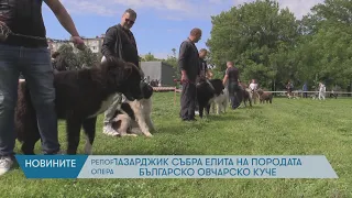 Пазарджик събра елита на породата Българско овчарско куче
