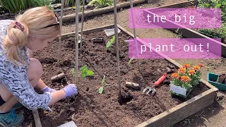 Planting out the Beans! | Allotment Vlog 🌱 Ep.20 🌱