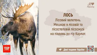 Урок 49.  Відео, яке може допомогти обрати тварину, але не забувай і про інші групи тварин