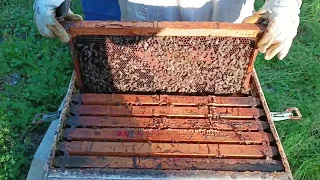 Μάρτιος 2η εφαρμογή με μελισσοτροφή Beenectar σε δεύτερο μελίσσι