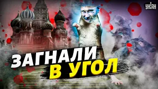 "Крысу загнали в угол": Путину пришел конец, в Кремле ищут замену - Шейтельман