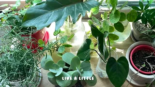 [Live a little] 초보 식집사 우당탕탕 식물 일기 🪴