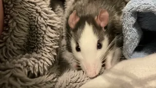 rat making a little rat nest