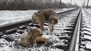 Этот пёс 2 дня охранял свою подругу, которая получила травму на рельсах