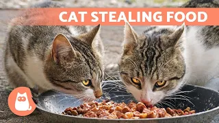 Why Does My CAT Steal My Other CAT's FOOD? 🐱 (Causes and Solutions)