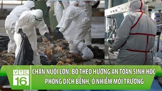 Nguy cơ bùng phát cúm gia cầm lớn nhất từ trước tới nay: Liệu có lây lan sang người? | VTC16