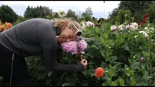 FULL Dahlia Tour :  My Favorite Dahlia from SEED- Let's Name It! :Flower Hill Farm