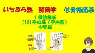 【いちぷら塾】解剖学　14骨格筋系　1 骨格筋　16手の筋（手内筋）中手筋（虫様筋、掌側骨間筋、背側骨間筋）