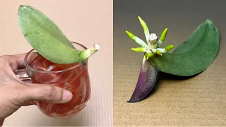 It's So Magical It Revives An Orchid Leaf Instantly