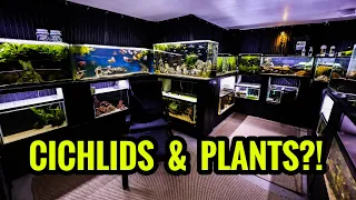 How to Have PLANTS in an AFRICAN CICHLID Aquarium