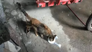 Kittens Mother refuses to feed her babies