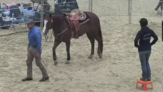 "Sterling " Monty Roberts Willing Partner  Demo Berlin Germany May 2013