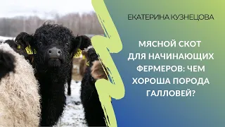 Мясной скот для начинающих фермеров: чем хороша порода галловей?