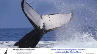 Whale Behavior and Migration Activities