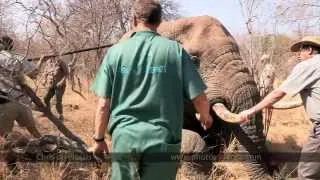 How NOT To Collar An Elephant - South Africa Travel Channel 24