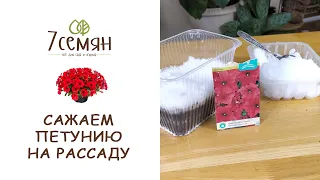 А ВЫ САЖАЛИ ПЕТУНИЮ В СНЕГ? ВСХОЖЕСТЬ ВАС ПОРАЗИТ!!! / 7 семян