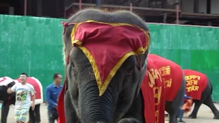 Захватывающие представление слонов в Таиланде!!