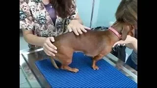 Quiropraxia em cão