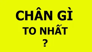 Những câu đố mẹo vui, nghĩ cả ngày không ra đáp án