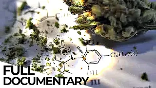 Cannabis: Stigmatized Wonder Drug | ENDEVR Documentary