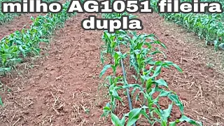 milho AG1051 plantado em fileira dupla deu muito certo.