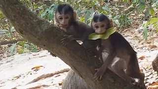 monkey baby was tired of drinking breast milk - pity baby monkey is  crying for milk to drink