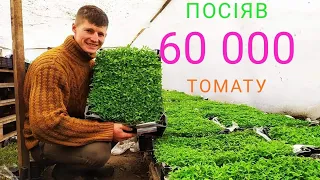 #2 Посіяли 60 000  томатів на розсаду  універсальним способом