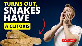 Turns Out, Snakes have a Clitoris | Am Sure You've Been Wondering