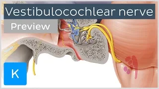 Vestibulocochlear nerve: anatomy and function (preview) - Human Neuroanatomy | Kenhub