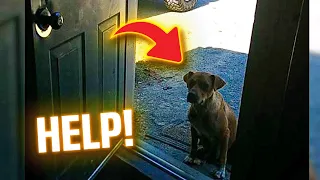 Bachelor party’s confused when stray approaches them, then they realize she’s asking for help