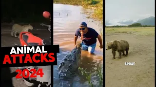 Animal Attacks On Human 2024