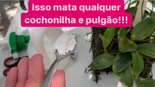 RECEITA PARA MATAR COCHONILHA E PULGÃO NA HORA!!!