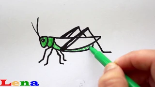 Grashüpfer zeichnen - How to draw a grasshopper - как нарисовать кузнечика