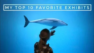 My Top 10 Favorite Zoo Exhibits