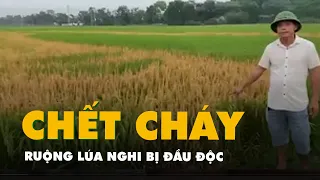 Ruộng lúa ở Nghệ An bị chết cháy bất thường, nghi bị đầu độc